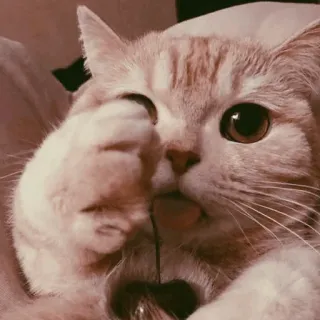 🥐 6f875658 кот, средний палец, животное, грубый, мем, смешной telegram sticker