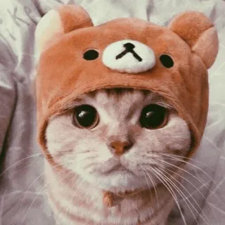 🥐 7e76eb51 кот, животное, милый, питомец, котенок, шапка медведя, домашнее животное telegram sticker