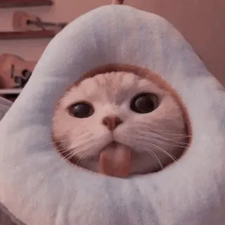 💈 7e798479 кот, яйцо, животное, милый, питомец, смешной telegram sticker