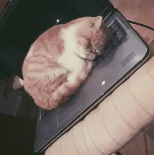 🐾 8ff4738d кот, ноутбук, спящий, милый, животное, питомец telegram sticker