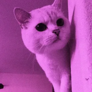 💈 93a18152 кот, животное, милый, котёнок, домашний кот telegram sticker