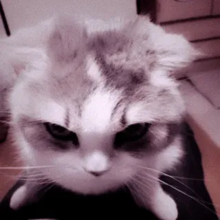 🖇 a8ef3ff8 кошка, животное, питомец, котёнок, милый, домашняя кошка, кошачий telegram sticker