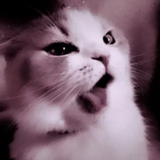 🖇 ae87d6a5 кошка, котёнок, животное, милый, домашнее животное, домашнее животное, млекопитающее telegram sticker