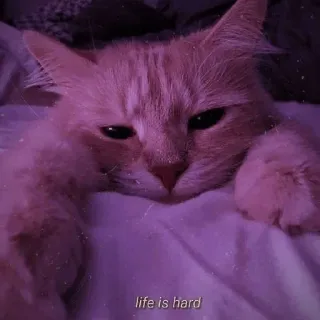 💈 b065e8bf life is hard кот, питомец, животное, милый, сонный, домашний кот, мем telegram sticker