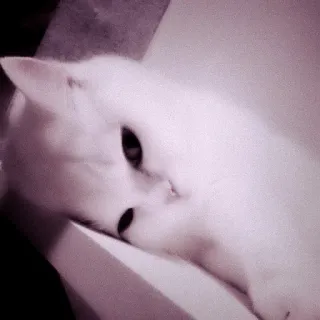 🖇 c786aebc кот, животное, домашнее животное, белый кот, милый, домашнее животное, млекопитающее telegram sticker