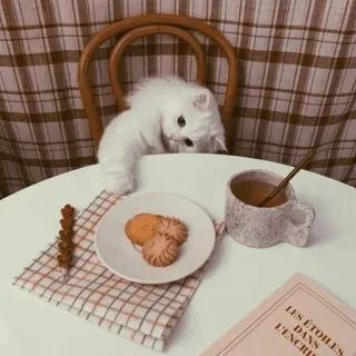 🐾 ea711e37 LES ETOILES DANS L'ENCRE кот, печенье, чай, книга, белый кот, стол telegram sticker