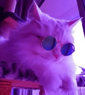 💈 edc784ed кот, солнцезащитные очки, домашнее животное, животное, милый, домашний, кошачий telegram sticker