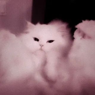 🖇 efbcb392 кот, белый кот, пушистый, животное, питомец telegram sticker