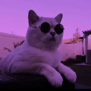 💈 f09bd96f кот, солнцезащитные очки, животное, крутой, питомец, белый кот telegram sticker