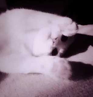 🖇 f2351ce9 кот, животное, белый, питомец, милый telegram sticker