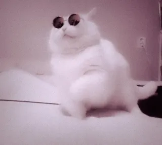 @Justdailythings || Cats 💗                                  . — telegram stickers