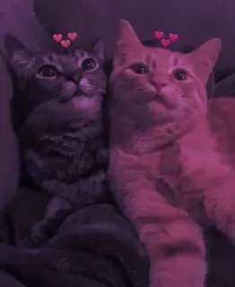 💈 ffba253b кошки, животные, домашние животные, котята, питомцы, дружба telegram sticker