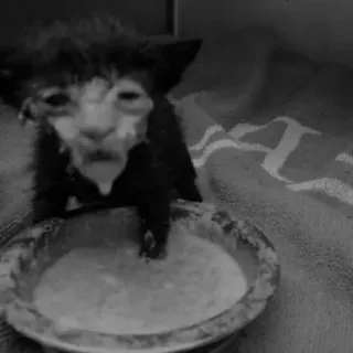 🦔 23ff2026 gato, gatinho, comendo, leite, tigela, animal de estimação, animal telegram sticker