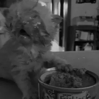 🦔 aaffe805 Friskies gato, gatinho, comida, Friskies, animal, animal de estimação telegram sticker