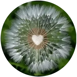 💚 f0d77822 dente de leão, flor, coração, natureza, semente telegram sticker