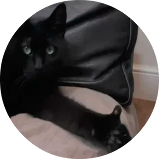 👍 18e0fb28 cat, black cat, pet, animal, domestic telegram sticker