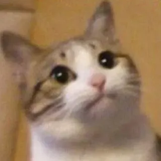 😐 22bd3f58 cat, cute, animal, pet, funny telegram sticker