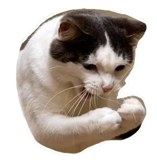 😩 26335b1c cat, yawning, white, gray, cute, feline telegram sticker