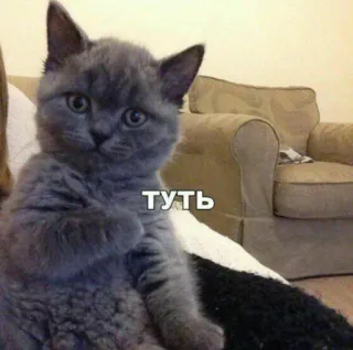 ❤ 3abf0d67 туть cat, kitten, cute, animal telegram sticker