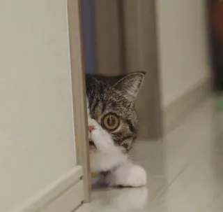 😲 526c3cc1 cat, peek, animal, hide telegram sticker