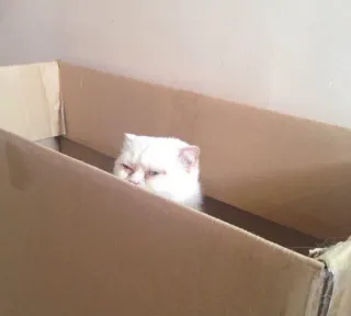 📦 60f6f05f cat, box, white, pet, animal telegram sticker