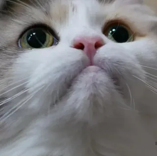 😢 67540dfb cat, pet, animal, cute, domestic telegram sticker