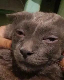 😨 78787ca1 cat, animal, pet, domestic telegram sticker