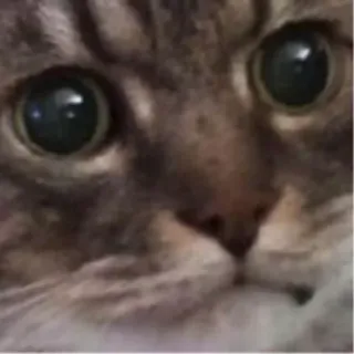 😠 81c17c7f animal, cat, face, eyes, pet telegram sticker