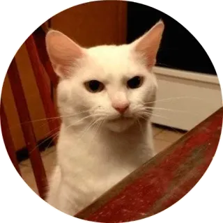 😡 84fe84c5 cat, white, animal, pet, grumpy, cute telegram sticker