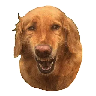 😏 8d3dffb3 dog, golden retriever, angry, meme, animal, pet telegram sticker