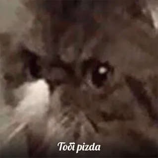 😡 984b8f78 Тоді pizda cat, animal, meme, ukrainian telegram sticker
