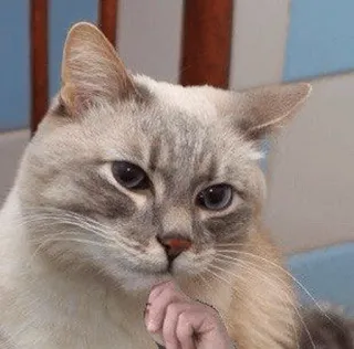 🤔 9b9cf724 cat, thinking, cute, animal, pet telegram sticker