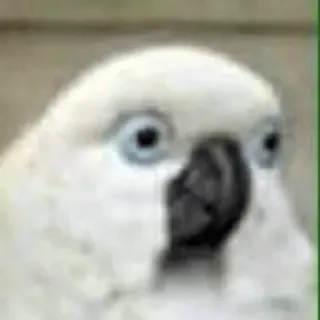 😐 9bf89f7f bird, cockatoo, white, animal, funny telegram sticker