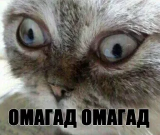 😱 aa17b212 ОМАГАД ОМАГАД cat, shocked, meme, omg, omagad telegram sticker