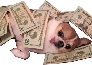 💰 b3e4bfd0 dog, money, chihuahua, cash, funny, cute, dollars telegram sticker