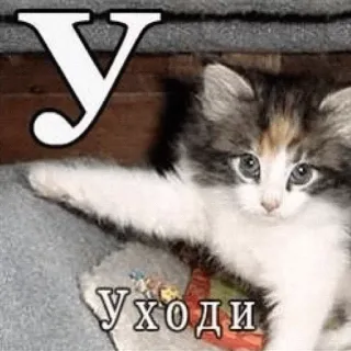 😡 b8561933 Уходи cat, kitten, letter, У, russian telegram sticker