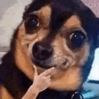 🤔 bc862a82 dog, thinking, meme, chihuahua, cute telegram sticker