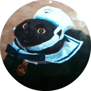 😳 c12db628 cat, animal, sailor, marine, pet telegram sticker