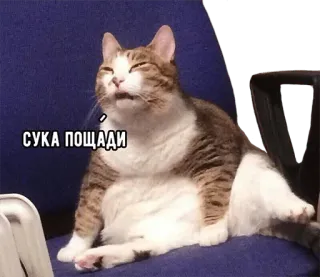 🙀 d485d599 сука пощады cat, meme, russian, angry, funny telegram sticker