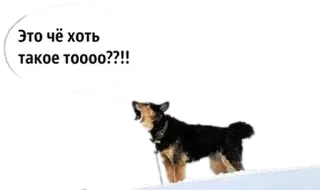 🐕 d7ee5068 Это чё хоть такое тоооо??!! dog, question, barking, animal telegram sticker