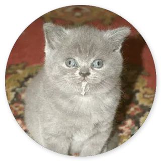 🤓 f19567c0 cat, kitten, cute, grey, animal, pet telegram sticker