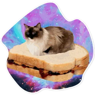 SpaceCats @StikeryTG whatsapp stickers