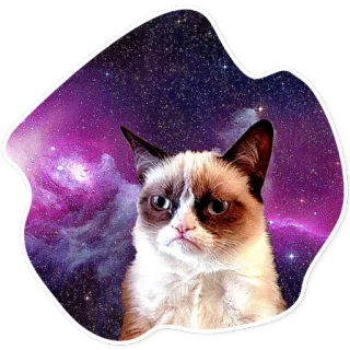 😾 8a0a7f62 Grumpy Cat mürrische Katze, Katze, Meme, Galaxie, traurig, Internet-Meme telegram sticker