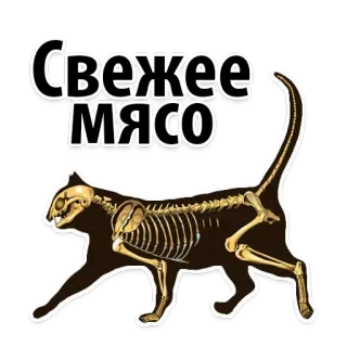 Space Cats @stickersb2b telegram stickers