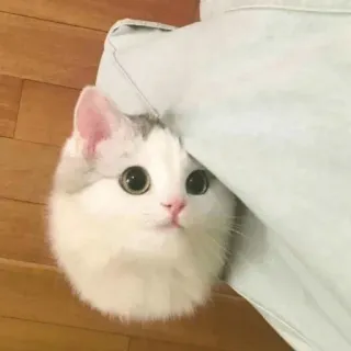 ☹️ 19d1bae0 gato, gatinho, fofo, animal, animal de estimação, espiando telegram sticker