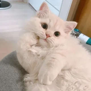 😕 2f1b7bb2 gato, gatinho, fofo, fofo, animal de estimação, animal telegram sticker