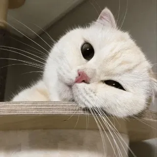 🙁 4d8cada4 gato, gato branco, fofo, animal, animal de estimação, gatinho, felino telegram sticker