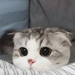 👀 6d2fa787 gato, gatinho, animal, fofo, animal de estimação, scottish fold telegram sticker