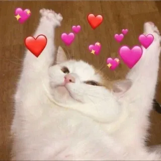 😣 92490fc6 gato, corações, amor, fofo, adorável, animal, gatinho telegram sticker