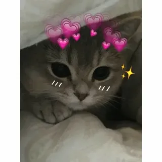 ❣ b3eea2ad gato, animal, fofo, corações, amor, brilhos, kawaii telegram sticker